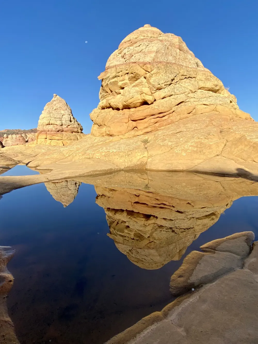 Cream sandstone domes mirrored in a still rain pool at Coyote Buttes South