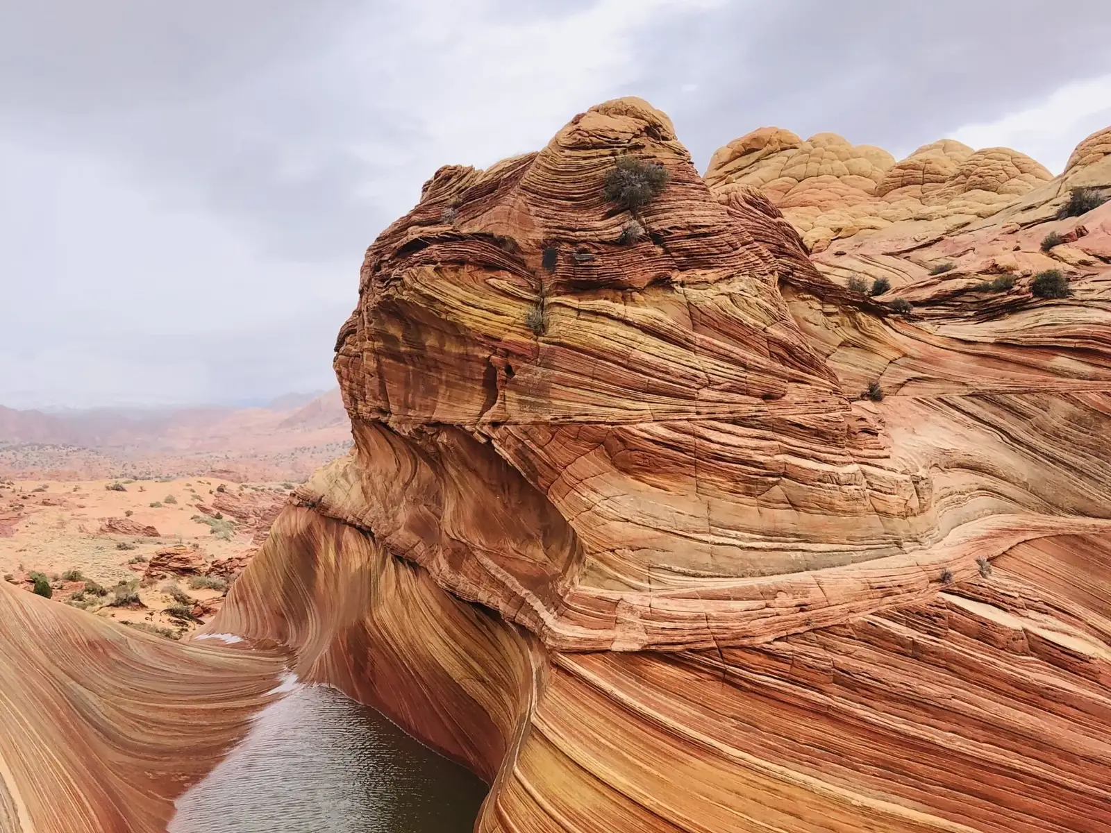 Swirling red and orange sandstone above a rain pool at The Wave, Coyote Buttes North, Arizona