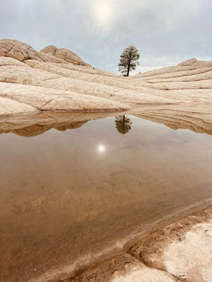 A lone tree reflected in a rain pool on white sandstone at White Pocket